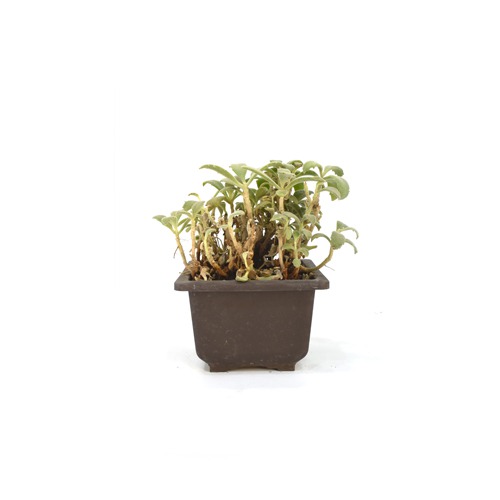 Assorted Succulent Plant  | Succulent |Plants For Decor | Decor | Plants | Indoor Plants