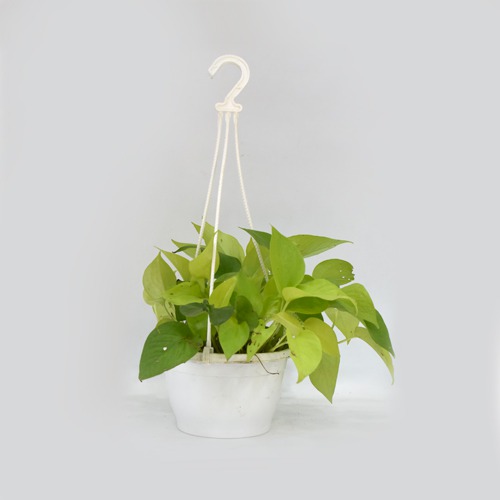 Golden Money Plant Hanging  |  Money Plant With Hanging Basket - Air Purifier Plant - Indoor/Outdoor Plant