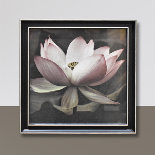 Elegant Lotus Flower Photo On Monochromatic Background