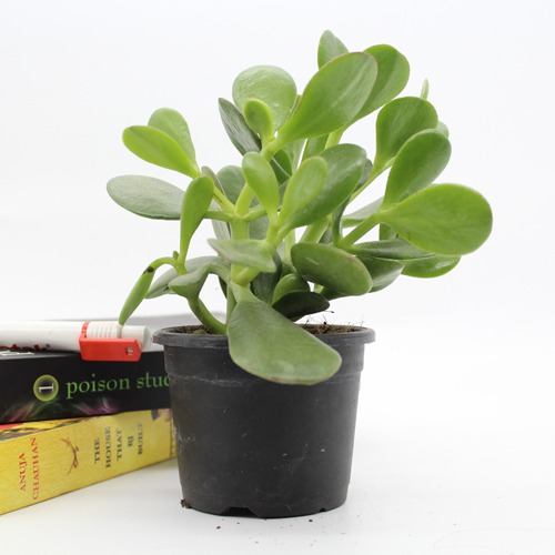 Crassula Ovata Plant( Good Luck Vastu Plant) | Lucky Plant Jade Plant Crassula ovata, Friendship Tree, Indoor Green Live Table Plant