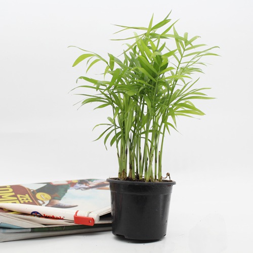 Areca Palm Air Purifier Natural Live Plant with Plastic Pot
