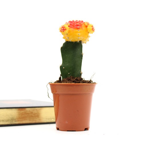 Moon Cactus Live Plant ( Yellow and pink) | Natural Live Plant | Plastic Pot | Air Purifying | Succulent