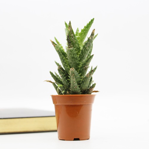 Aloe Juvenna (Tiger Tooth Aloe) Small Succulent Plant | Indoor Plants | Plants