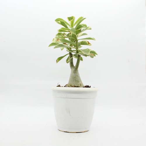 Wave Flower Adenium Single Layer White Flower Plant |  Bonsai Live Plant