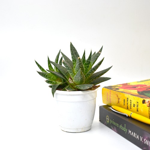 Tiger Tooth Aloe | Aloe Juvenna | Small Succulent Plant |  Plants |