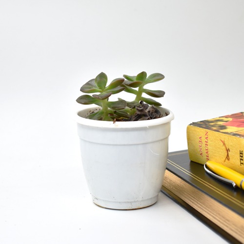 Harvestvale Crussula Plant |  Plants | Indoor Plants | Home Decor