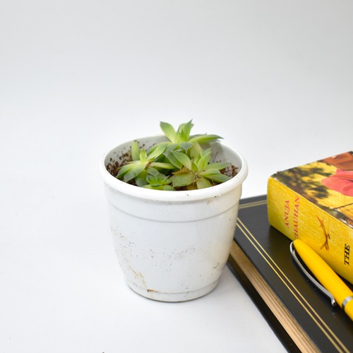 Echeveria Lotus | Pachyveria Cactus Small Plant | Plants For Decor | Decor  | Indoor Plants