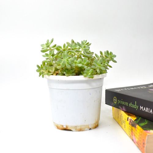 Sedum Palmeri Plant Plants For Decor | Decor | Plants | Indoor Plants