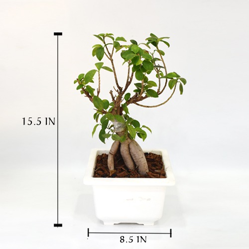 Bonsai Plant  | Green Indoor Ficus Bonsai Live Plant In White Ceramic Pot For Home & Office Decor