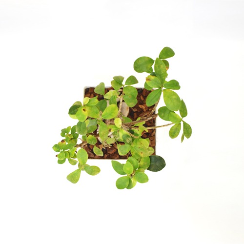 Bonsai Plant  | Green Indoor Ficus Bonsai Live Plant In White Ceramic Pot For Home & Office Decor