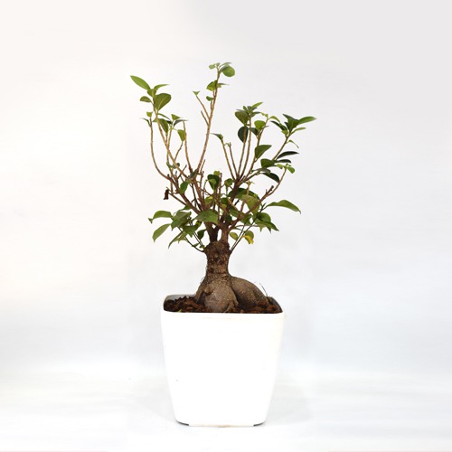 Bonsai Ficus Plant With Pot | Green Indoor Ficus Bonsai Live Plant  In White Ceramic Pot For Home & Office Decor