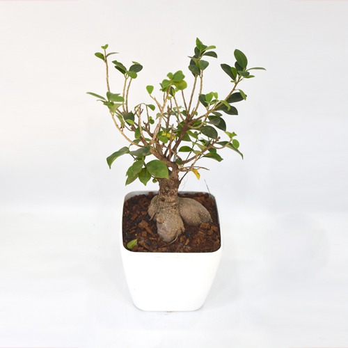 Bonsai Ficus Plant With Pot | Green Indoor Ficus Bonsai Live Plant  In White Ceramic Pot For Home & Office Decor