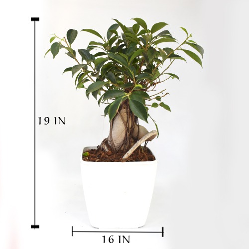 Bonsai Ficus | Air Purifier Plant | 24 hrs Oxygen Generate Plant | Indoor Outdoor Plant