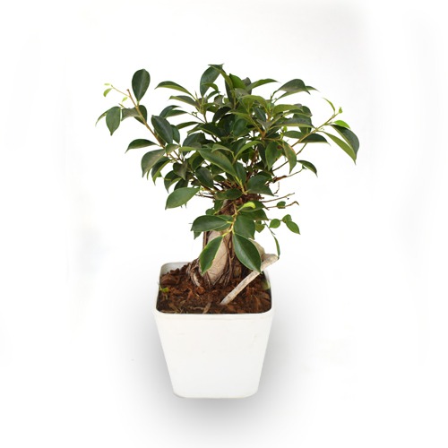 Bonsai Ficus | Air Purifier Plant | 24 hrs Oxygen Generate Plant | Indoor Outdoor Plant