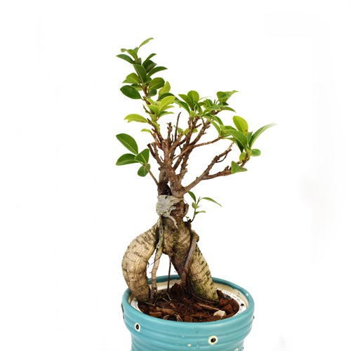 Bonsai Ficus | Ficus Indoor Real Bonsai Live Plants for Home | Office with Pot