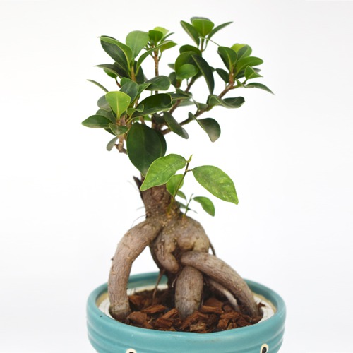 Bonsai Ficus Pot | Indoor Real Bonsai Live Plants for Home | Office with Pot