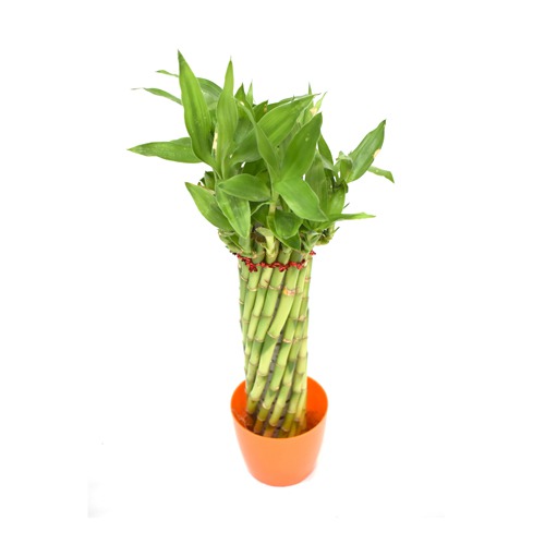 Lucky Bamboo Fengshui Wheel | Green Wheel Lucky Bamboo (Cylindrical Twisted).