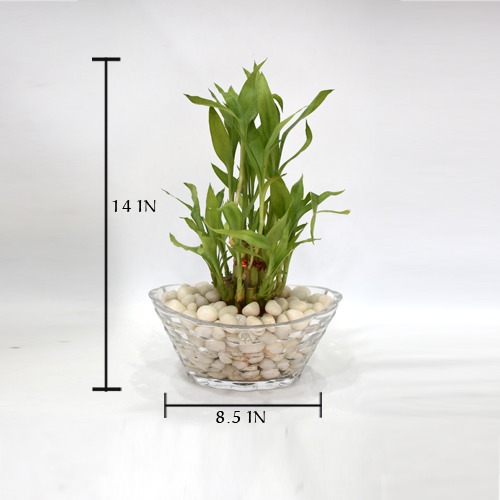 Lucky Bamboo Plant | 2 layer Lucky Bamboo Plant In Round Glass Jar/Bamboo/Indoor/Outdoor/living