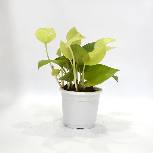 Golden Money Plant Pot | Indoor Money Plant | Money Plant
