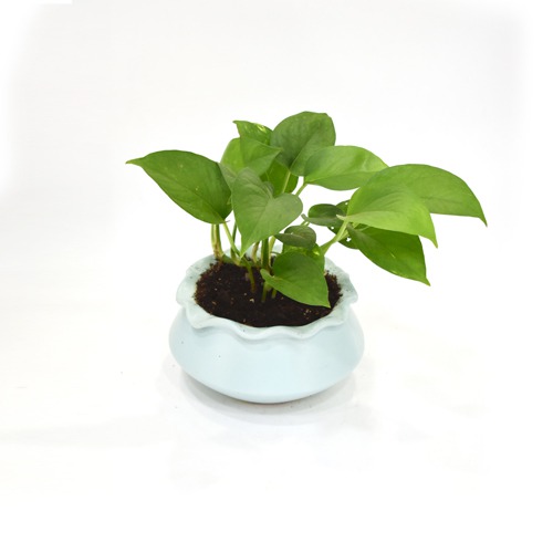 Golden Money Plant | Money Plant In Ceramic Pot | Money Plant | Indoor Plant