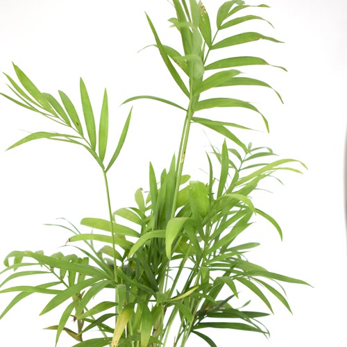 Bamboo Palm Plant | Green Air Purifying Live Bamboo Palm Plant For Home & Indoors