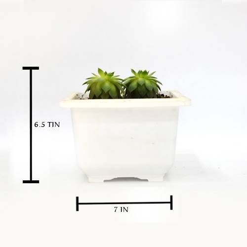 Succulents | Bonsai Pot | Plants For Decor | Decor | Plants | Indoor Plants