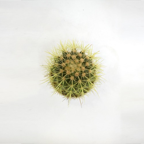 Assorted Succulents | Cactus Roseoluteus Ball Cactus With Little Pot