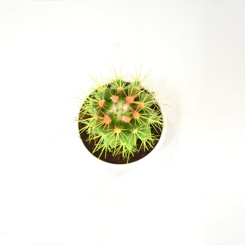 Cactus Painted | Plants For Decor | Decor | Plants | Indoor Plants