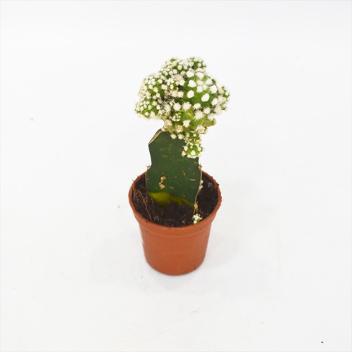 Cactus Crafted | Plants For Decor | Decor | Plants | Indoor Plants