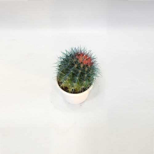 Cactus Painted Plant  | Plants For Decor | Decor | Plants | Indoor Plants