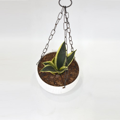 Oxygen Plant Hanging | Plant With Hanging Basket - Air Purifier Plant - Indoor/Outdoor Plant