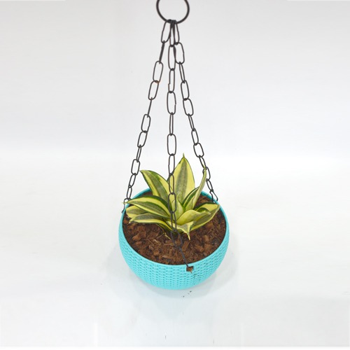 Hanging Oxygen Plant  |  Plant With Hanging Basket - Air Purifier Plant - Indoor/Outdoor Plant