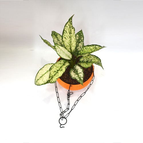 Aglomania Hanging Plant | Hanging Flower Pot - Decorative Items For Home, Gift, Living Room, Bedroom, Balcony, Office
