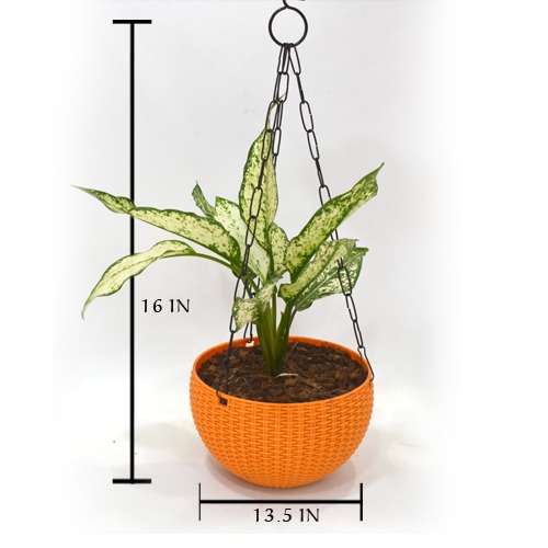 Aglomania Hanging Plant | Hanging Flower Pot - Decorative Items For Home, Gift, Living Room, Bedroom, Balcony, Office