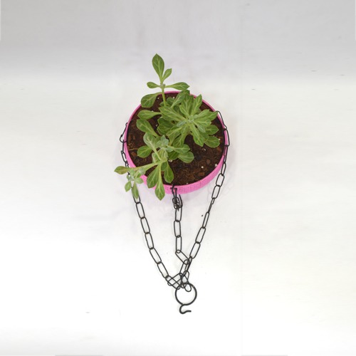 Succulents Hanging Plant | Hanging Succulent Plant Hanging Rope