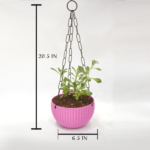Succulents Hanging Plant | Hanging Succulent Plant Hanging Rope