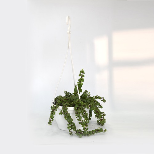 Good Luck Jade Indoor Plant With  Hanging Flower Pot - Decorative Items For Home, Gift, Living Room, Bedroom, Balcony, Office