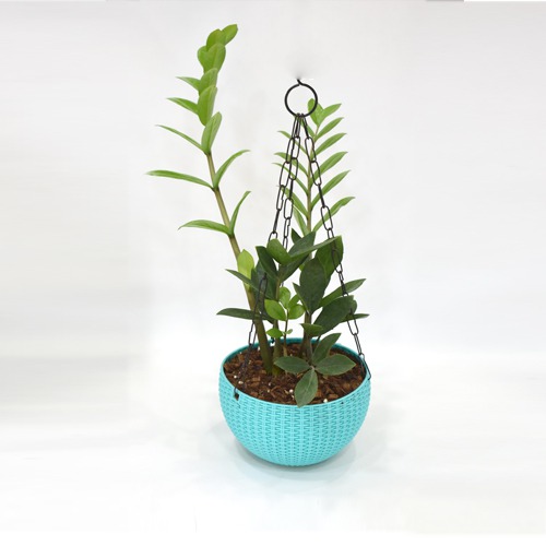 Zamiya Hanging Plant | Hanging Plant Pot - Decorative Items For Home, Gift, Living Room, Bedroom, Balcony, Office