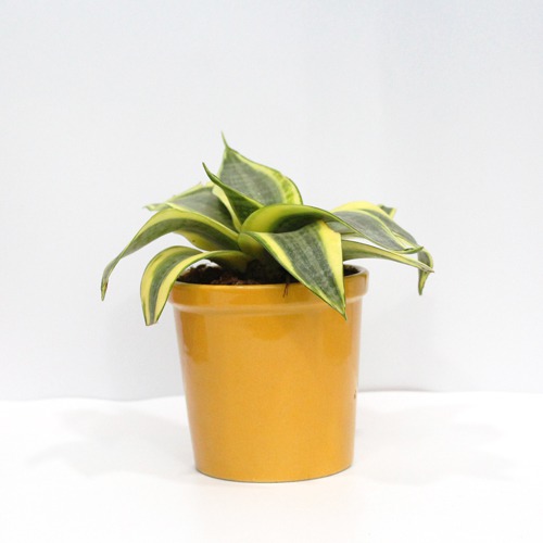 Mother In Law Tongue Plant| Snake Plant Sansevieria Golden Plant