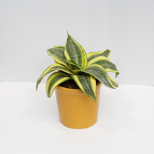 Mother In Law Tongue Plant| Snake Plant Sansevieria Golden Plant