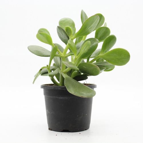 Crassula Ovata Plant( Good Luck Vastu Plant) | Lucky Plant Jade Plant Crassula ovata, Friendship Tree, Indoor Green Live Table Plant