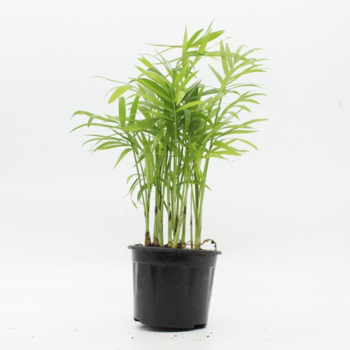 Areca Palm Air Purifier Natural Live Plant with Plastic Pot