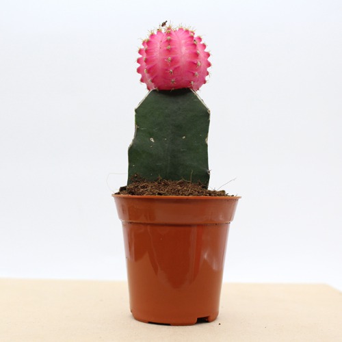 Pink Moon Cactus Live Plant with Pot | Natural Live Plant | Plastic Pot | Air Purifying | Succulent