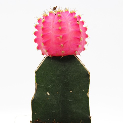 Pink Moon Cactus Live Plant with Pot | Natural Live Plant | Plastic Pot | Air Purifying | Succulent