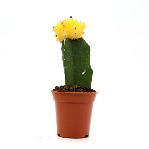 Yellow Moon Cactus Live Plant | Natural Live Plant | Plastic Pot | Air Purifying | Succulent