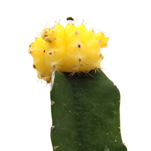 Yellow Moon Cactus Live Plant | Natural Live Plant | Plastic Pot | Air Purifying | Succulent