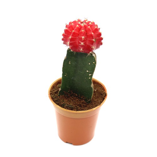 Red Moon Cactus Live Plant | Natural Live Plant | Plastic Pot | Air Purifying | Succulent