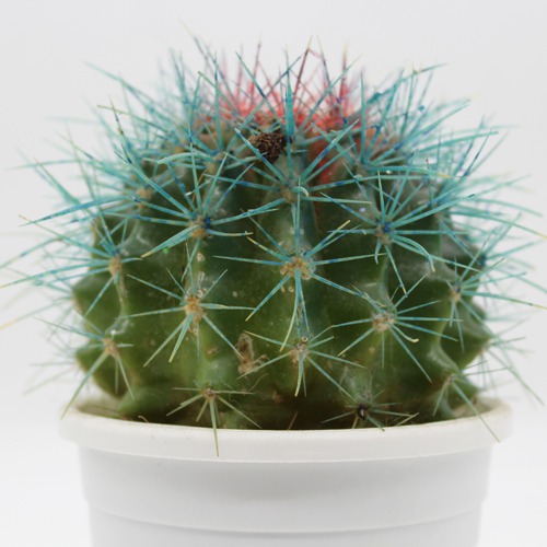 Echinocactus grusonii Painted Non-Grafted Blue -Orange Cactus |  Colourful cactus | Cactus