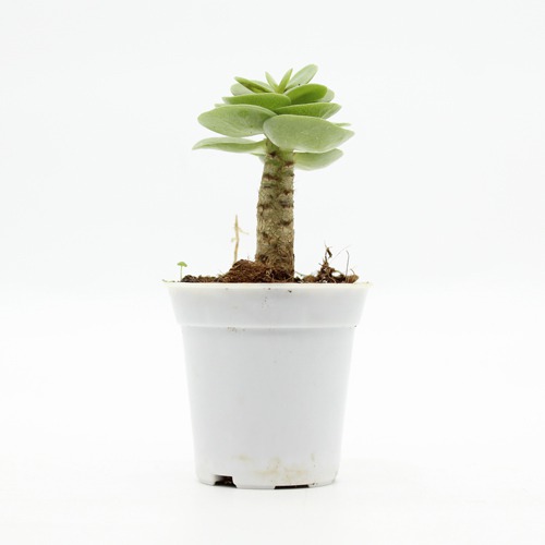 Portulaca Molokiniensis Succulent Plant | Indoor Plants | Plants | Home Office Table Plant