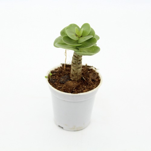 Portulaca Molokiniensis Succulent Plant | Indoor Plants | Plants | Home Office Table Plant
